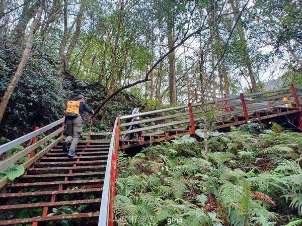 【苗栗泰安】中級山的大霸尖山。 虎山步道2779592