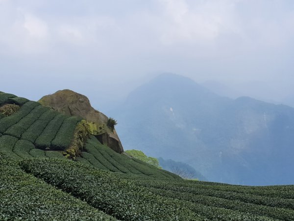【雲嘉】後棟山連走大二尖山1478498
