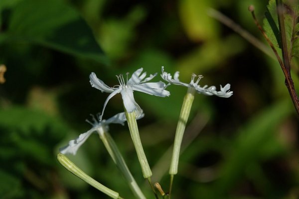 【植物】多雨遇疫情人潮減 「台灣龍珠」基隆嶼稀有植物生長佳