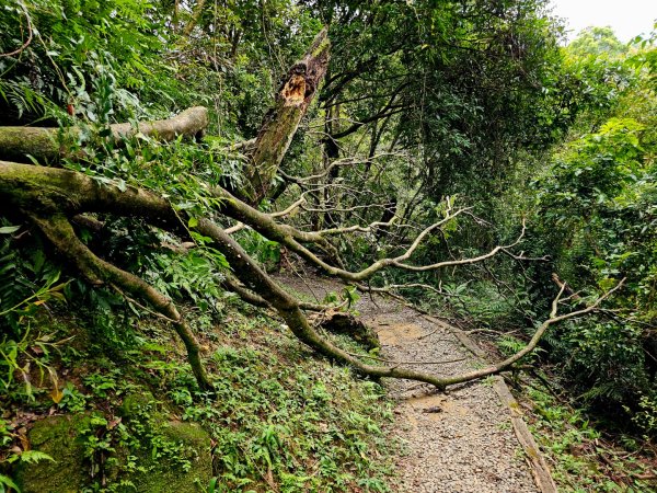 (二格山系)銀河洞越嶺-2025微笑山線大縱走尋寶集章任務2855222