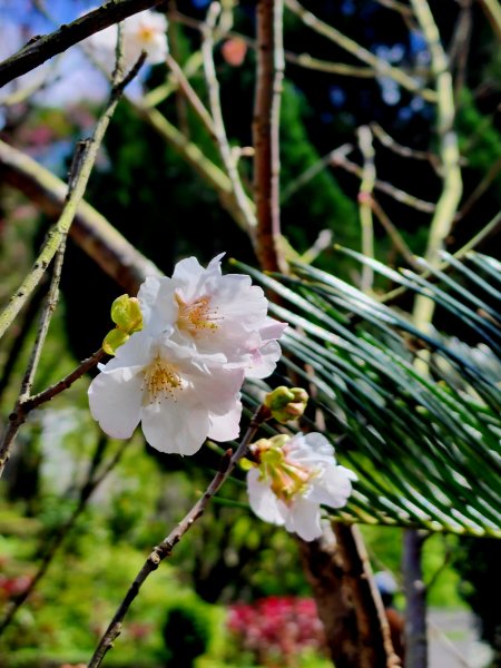 小百岳集起來-汐止大尖山2180990