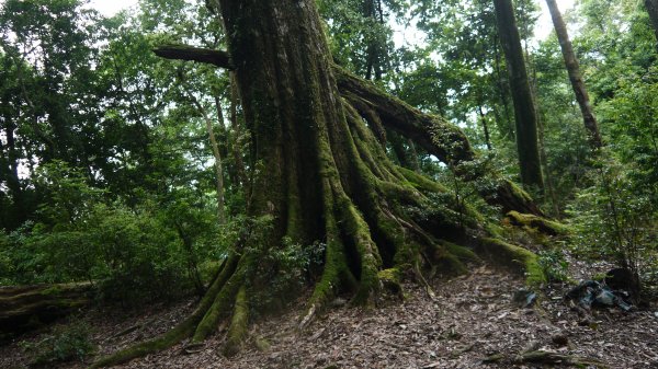 北坑山登山健行趣(中級山)1526428