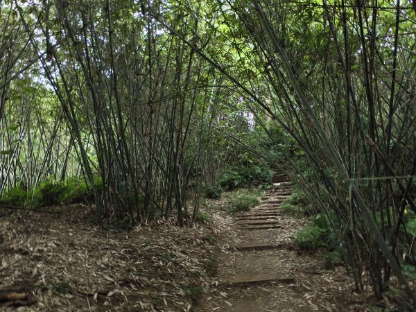 [百山百鳥尋旅-10/15] 2025_0920 溪洲山步道(福山巖登山步道)2893127