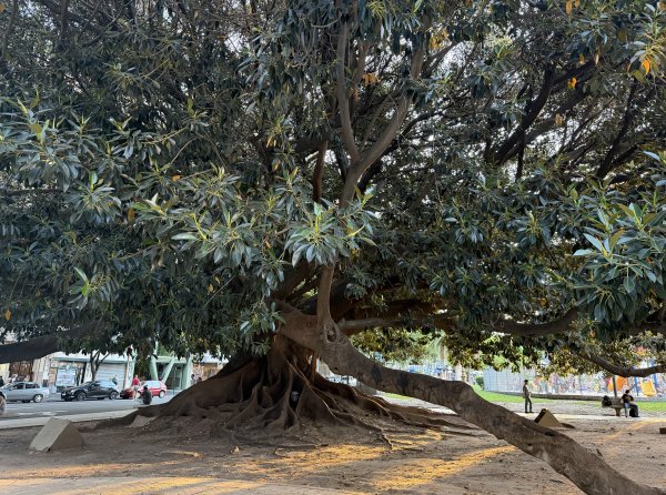 [紐約馬之行-62] 2025_1114 阿根廷國會2954400