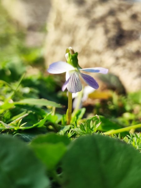 龍洞灣岬步道-蚊子坑山-北勢坑古道2981925