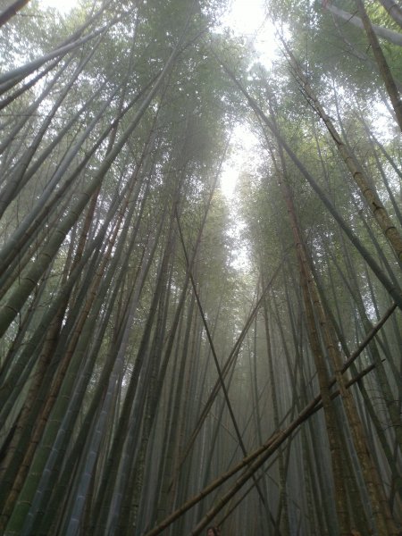 2023-02-26 登嘉南雲峰巧遇草嶺櫻花季2043957