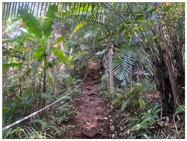 草嶺山、白石山、頭寮山 六連峰 O型路線2798528