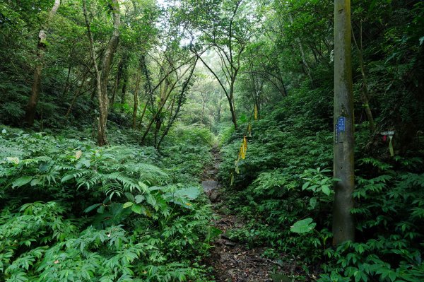 臺北 貓空圓山、貓空尖、十六分山、四面頭山、三玄宮山、鵝角格山、待荖坑山2585821