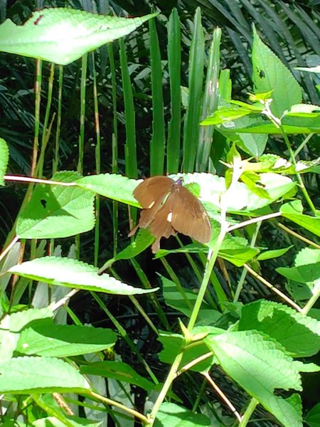 達娜伊谷-里美避難步道-巨石板步道-約富霓2788558