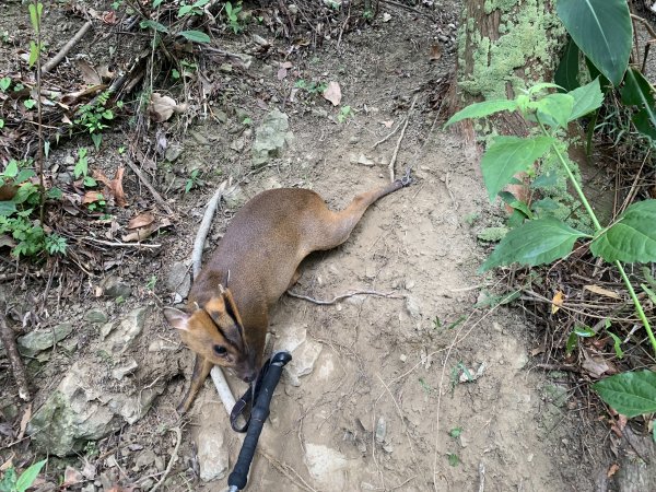 20240525高雄番子寮山-番子寮山主峰2517793