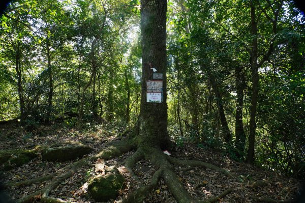 新竹 關西 福大山、彩和山、高甫山2988294