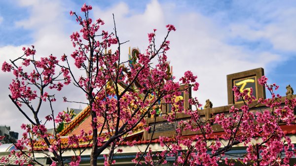 2/20 #天元宮 #墨染櫻(香水櫻)  #楓樹湖 #木蘭花(辛夷)2716222