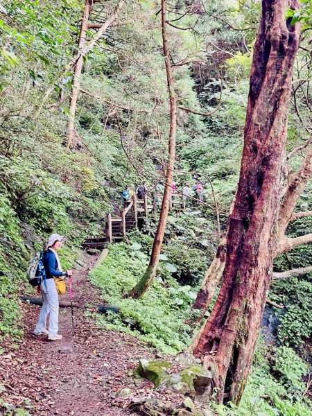 🌈7/5（日）東滿縱走（東眼山~滿月圓）FB：熊熊趴爬走(富裕登山社)🌈3082880