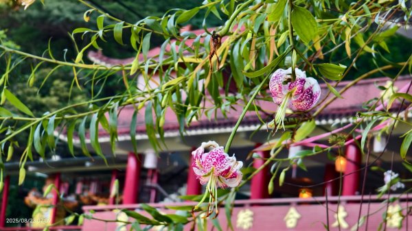 #二格山 #霞光 #日出 #艷紅鹿子百合 #大鳳蝶雄蝶 #紅花石蒜 #彼岸花 8/23封面