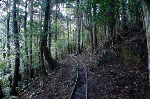 苗栗 南庄 加里山2963393