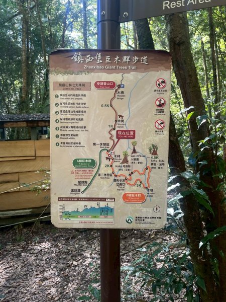 新竹 尖石 鎮西堡巨木群步道A線巨木群 毒龍潭2884738