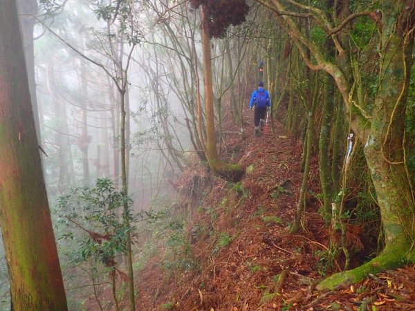 【新竹/五峰】戀戀柳杉林，比大鳥連稜縱走26367
