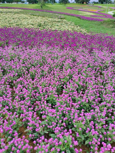 ［美堤河濱公園］［花海］（2023/10/9）2308078