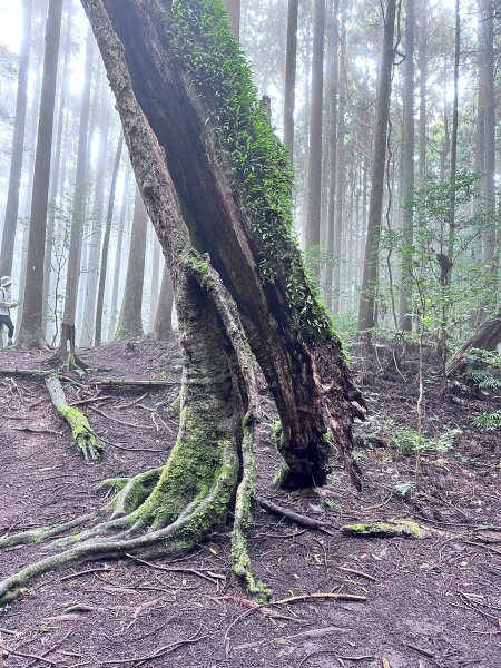 絕美柳杉林民都有山涼爽舒適2604525