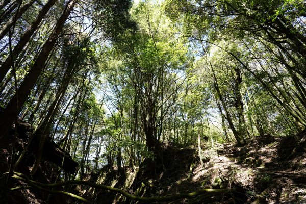 台中 和平 馬崙山2796967