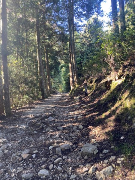 觀霧森林遊樂區（榛山及檜山巨木步道）3060136