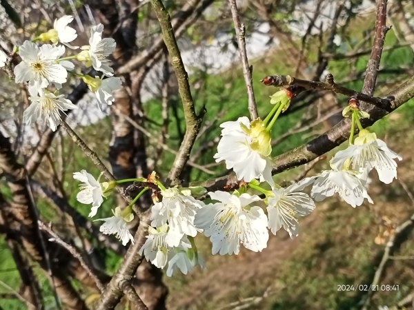 東湖樂活公園→内溝溪步道→內溝溪生態展示館→真武山→油桐嶺→內溝山→翠湖→北港二坑礦場遺址→金龍湖2433180