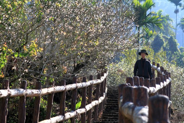 【臺南~楠西】梅嶺賞梅一~觀音步道1246930