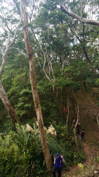 打鐵寮 草嶺山 石龜坑山 白石山連走1228827