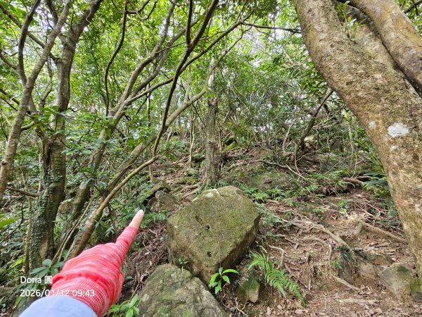 20260112月扇湖山&四分子古道O走+烏塗溪步道2986524