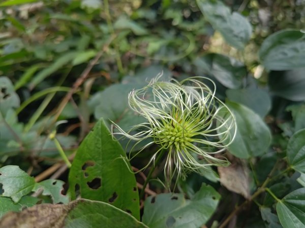 回歸自然的杜仔湖步道上雙子山2677793