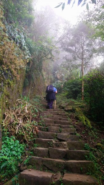 溪頭天文台登山步道、神木步道1523934