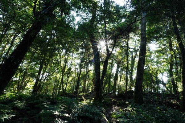 新竹 五峰 鵝公髻山2916839
