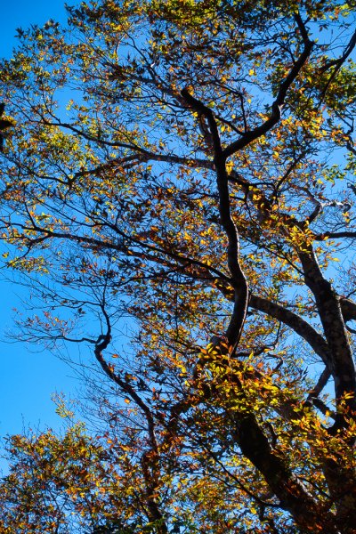 2023-11-03 初訪北得拉曼巨木步道，感受1號巨木的臨場震撼與內鳥嘴山的金黃浪漫2336029