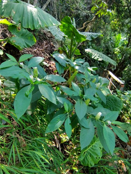 九芎頭步道-雲頂步道-二延平步道-二延平山-茶霧之道2773815