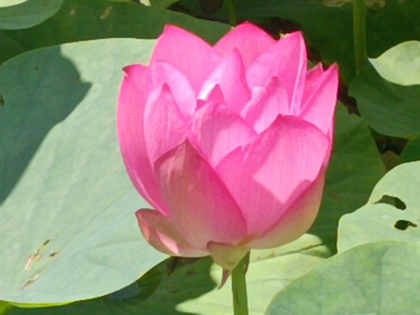 雙溪區彎穹夏日荷影2806542