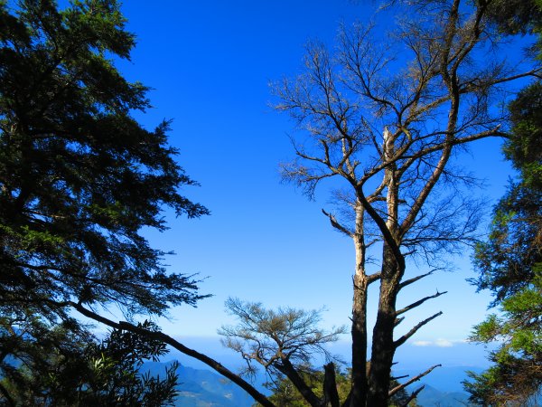 【新竹尖石】還記得北得拉曼山 這一季黃金山毛櫸的璀璨1183357