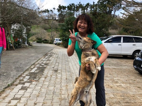 驚驚車程的九份二山之賞梅趣503685