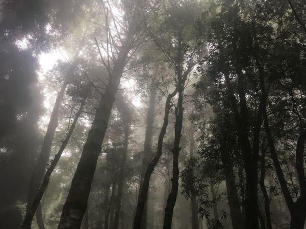觀霧檜山巨木森林步道171718