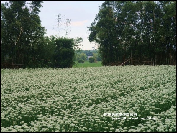 大溪左岸自行車道｜中新里韭菜花海超浪漫｜1101556