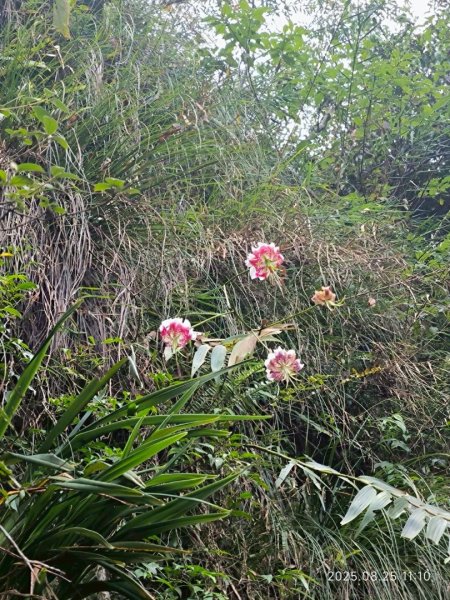 岩壁上的花、艷紅鹿子百合（22869776