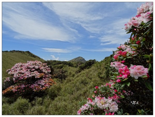 哈哈山~石門北峰/杜鵑花開1372535