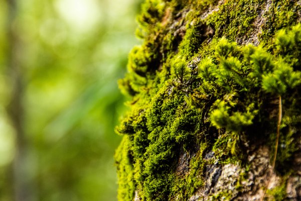 稍來山楓葉林2960877