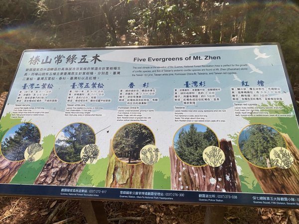 觀霧森林遊樂區（榛山及檜山巨木步道）3060139