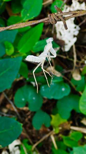 隴頂古道走萬里長城四百坎2672461