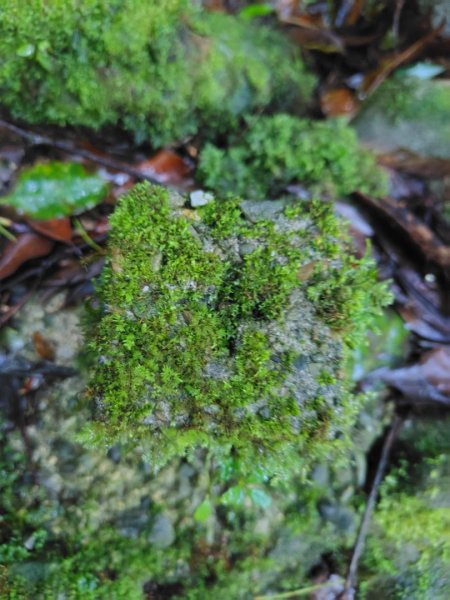 稍來小雪山國家步道、船型山、鞍馬山、鞍馬山東北峰、天池、雪山神木2799824