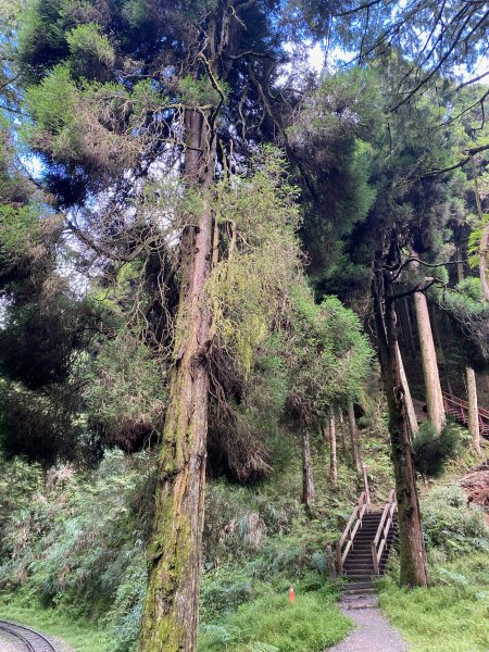 1120924阿里山塔山及水山療癒步道2642843