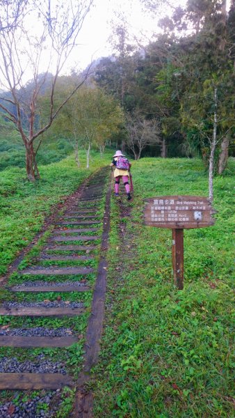 溪頭天文台登山步道、神木步道1523914