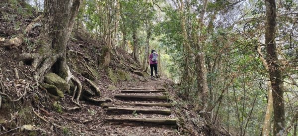 馬那邦山(上湖登山口)-2026/04/183040594