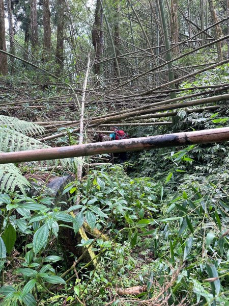 奮太、奮瑞古道上雲戴山續走幼葉林山2493012