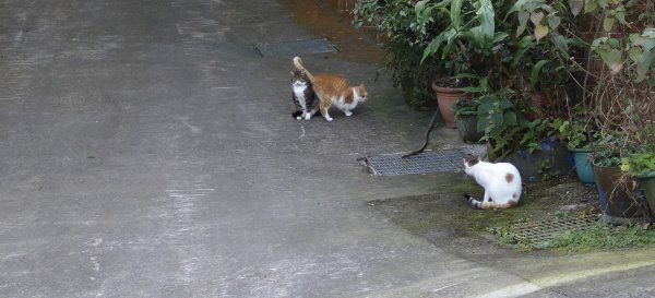 2025/11/22_五指山橫向登山步道+仙洞步道 O型2944193